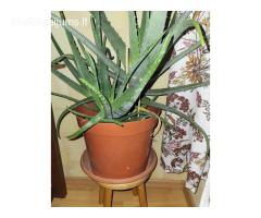 Didelė vazoninė gėlė Agava (Aloe vera) 30 eur